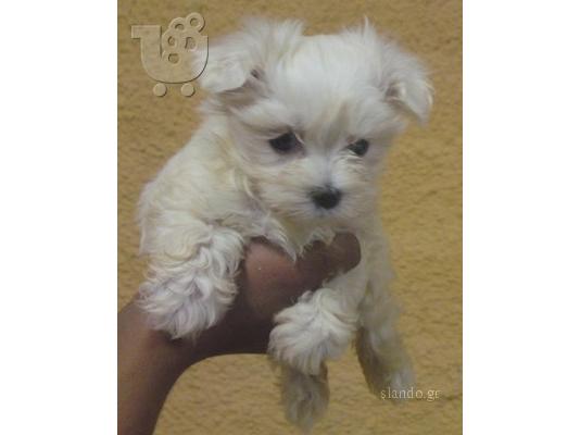 PoulaTo: Maltese toy size
